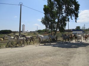 caminhada benavente leziria ribatejo arrozais canais sorraia caminhando-12