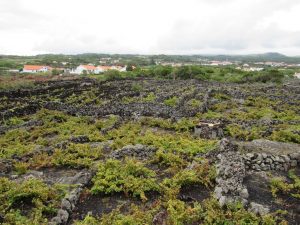 caminhada caminhar acores subida ao pico sao jorge graciosa caminhando-19