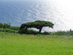 caminhada acores flores corvo faial caminhando-4