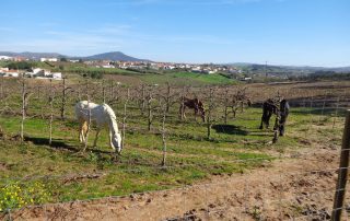 caminhada gradil tapada mafra caminhando.24