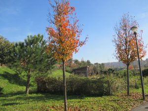 caminhada parques jardins conchas lilases caminhando-12