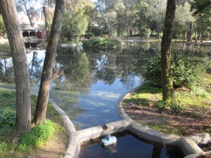 caminhada parques jardins conchas lilases caminhando-18