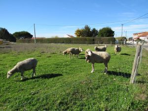 caminhada alpiarca patudos caminhando 4
