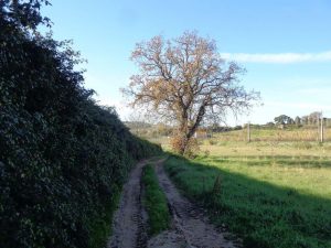 caminhada visita centro iberico lobos mafra caminhando 3