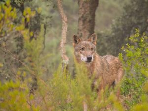 caminhada visita centro iberico lobos mafra caminhando 9