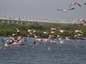 visita caminhada flamingos salinas samouco caminhando-26