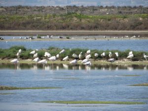 visita caminhada flamingos salinas samouco caminhando-16