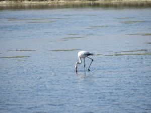visita caminhada flamingos salinas samouco caminhando-8