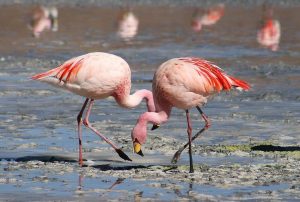 visita caminhada flamingos salinas samouco caminhando-21
