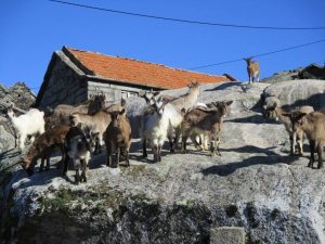 alvao cascatas vila real fisgas ermelo- ibeira pena caminhando-24