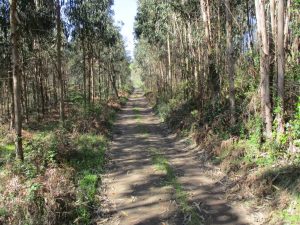 caminhada malveira caminhando-17