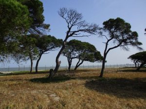 caminhada ponta dos corvos seixal caminhando-20