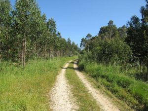 caminhada passadicos foz do arelho caminhando