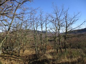 caminhada tourem geres montalegre caminhando 2