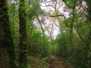 caminhada mata curvachia leiria caminhando