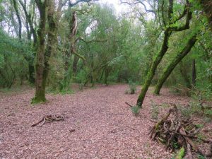 caminhada mata curvachia leiria caminhando