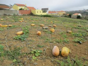caminhada ribamar porto dinheiro caminhando