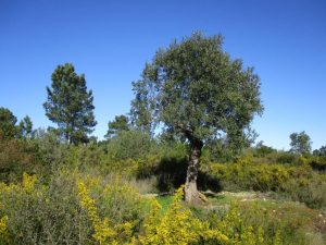 caminhada baloiço do talegre serra de alburitel ourem caminhando