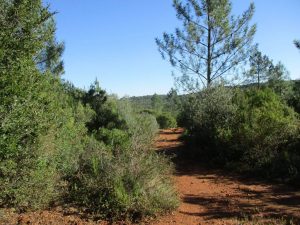 caminhada baloiço do talegre serra de alburitel ourem caminhando