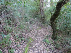 caminhada sobral de monte agraco alqueidao bosques caminhando