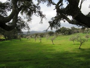 serra de são mamede alegrete portalegre caminhando
