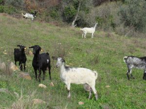 serra de são mamede alegrete vale são lourenço caminhando