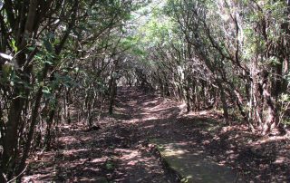 caminhada angra do heroísmo ilha terceira monte brasil caminhando