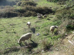 caminhada venda do pinheiro malveira caminhando