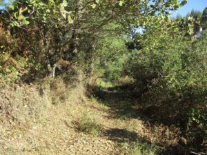 caminhada venda do pinheiro malveira caminhando