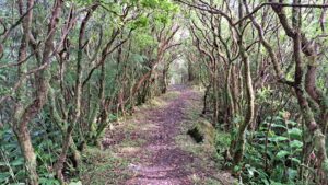 caminhada ilha santa maria acores caminhando