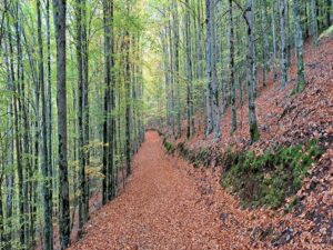 Caminhando na Rota das Faias e Passadiços do Mondego