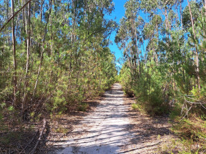 caminhada-santo-isidro-pegoes-caminhando