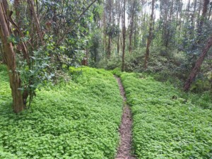 caminhada-trilho-dos-cágados-vila-chã-de-ourique-caminhando