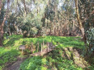 caminhada-trilho dos cágados-vila-chã-de-ourique-caminhando