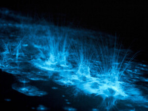 bioluminescencia-sesimbra-caminhando