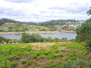 caminho-frances-santiago-portomarin-caminhando