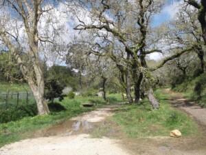 caminhada-mata-belas-caminhando