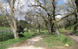 caminhada-mata-belas-caminhando