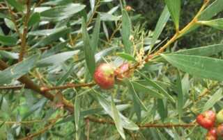 caminhada-mata-belas-caminhando