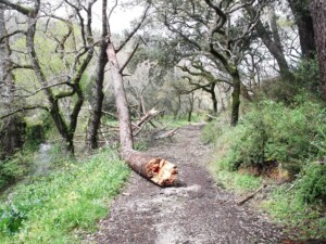caminhada-mata-belas-caminhando