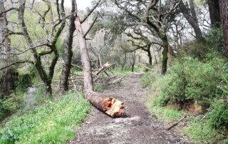 caminhada-mata-belas-caminhando