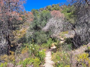 caminhada-mertola-caminhando
