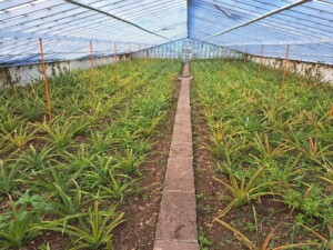 caminhada-plantacao-ananas-sao-miguel-caminhando