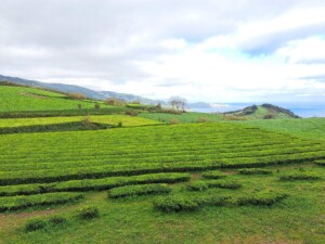 caminhada-plantacao-cha-gorreana-sao-miguel-caminhando