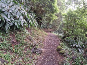 caminhada-sanguinho-salto-prego-faial-terra-sao-miguel-caminhando
