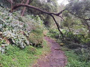 caminhada-sanguinho-salto-prego-faial-terra-sao-miguel-caminhando