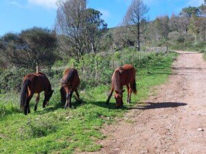 Caminhando na Serra de Sintra