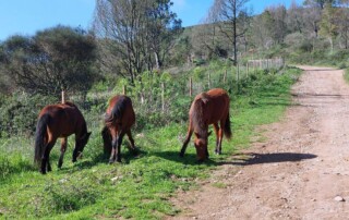 Caminhando na Serra de Sintra