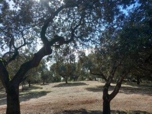 caminhada-santiago-escoural-serra-monfurado-caminhando