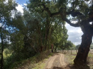 caminhada-santiago-escoural-serra-monfurado-caminhando